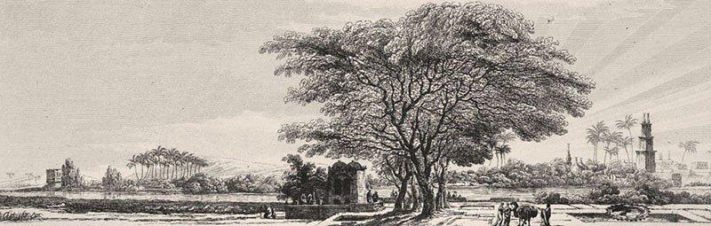 The garden of the Institute of Egypt, in Cairo, formerly the property of Qasim Bey, engraving in Voyage dans la Basse et la Haute Égypte, by Vivant-Dominique Denon, plate volume, pl. 25, 1802 (Linda Hall Library).