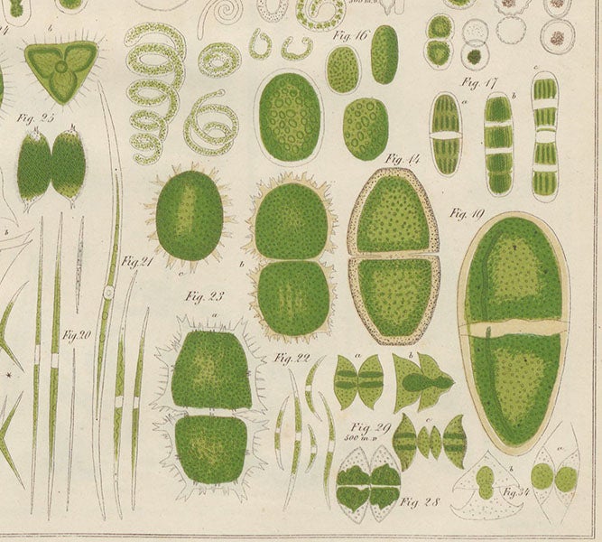 Green algae of the genus Penium and others, detail of a hand-colored engraving, Zur Kenntniss kleinster Lebensformen, by Maximilian Perty, plate 16, 1852 (Linda Hall Library)