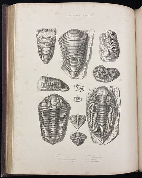 Silurian trilobites from the Ludlow formation, engraving in The Silurian System, by Roderick Murchison, vol. 2, 1839 (Linda Hall Library)