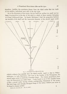 VII. More Fossil Remains: Java Man and Friends - The Linda Hall