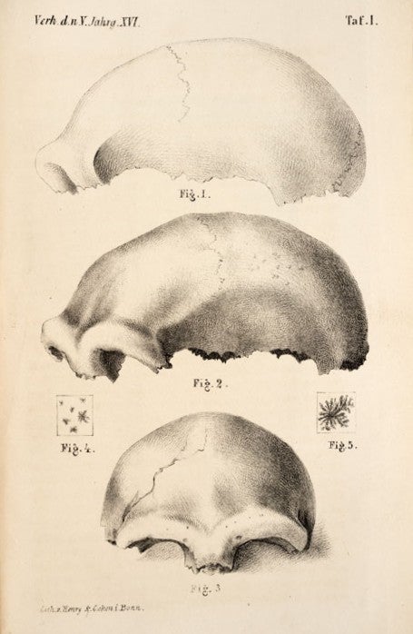 Neanderthal man skull cap. Image source: Fuhlrott, Carl. “Menschliche Ueberreste au seiner Felsengrotten des Düssekthals.” Verhandlungen des naturhistorischen Vereines der preussischen Rheinlande und Westphalens, vol. 16, 1859, pl. 1.
