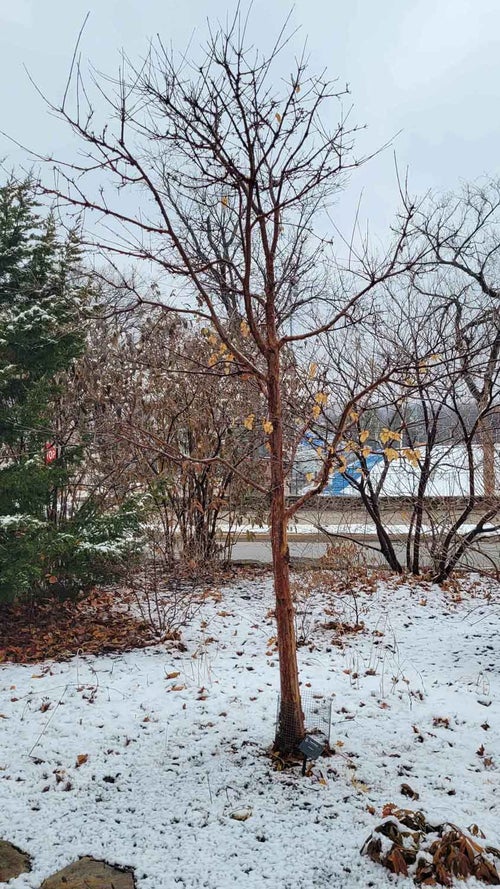 Paperbark Maple 1-2-3 - Linda Hall Library