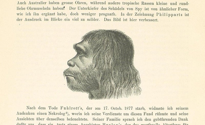 Restored face of Neanderthal man, printed drawing, in Hermann Schaaffhausen, Der Neanderthaler Fund, 1888 (digital.zbmed.de)