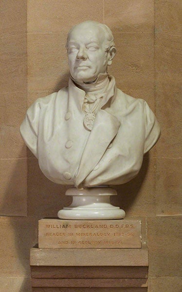 Bust of William Buckland, geologist, marble, by Henry Weekes, 1858, Oxford University Museum of Natural History (artuk.org)