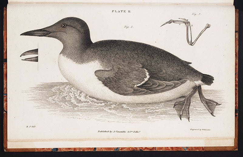 Common murre, drawn by M.C Fleming, from John Fleming, <i>The Philosophy of Zoology</i>, 1822 (Linda Hall Library)