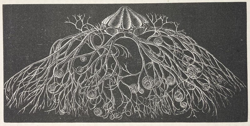 Astophyton, a basket-fish, drawing by Alexander Agassiz, Seaside Studies in Natural History, by Elizabeth Agassiz and Alexander Agassiz, p. 118, fig. 151, 1865 (Linda Hall Library)