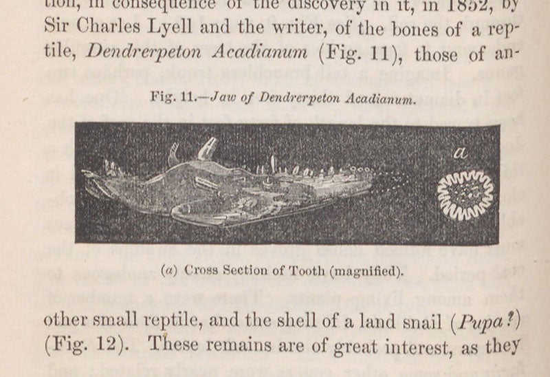 The jaw of Dendrerpeton, found by John W. Dawson in a petrified tree at Joggins, detail of wood engraving in Acadian Geology, by John William Dawson, 1855.