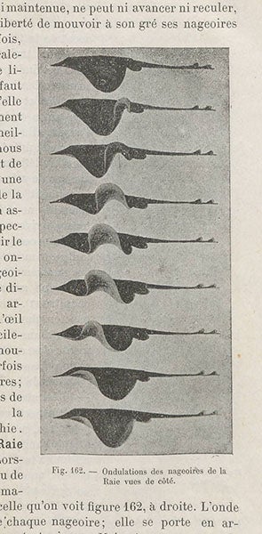 Swimming ray, chronophotograph, Étienne-Jules Marey, Le movement, 1894 (Linda Hall Library)