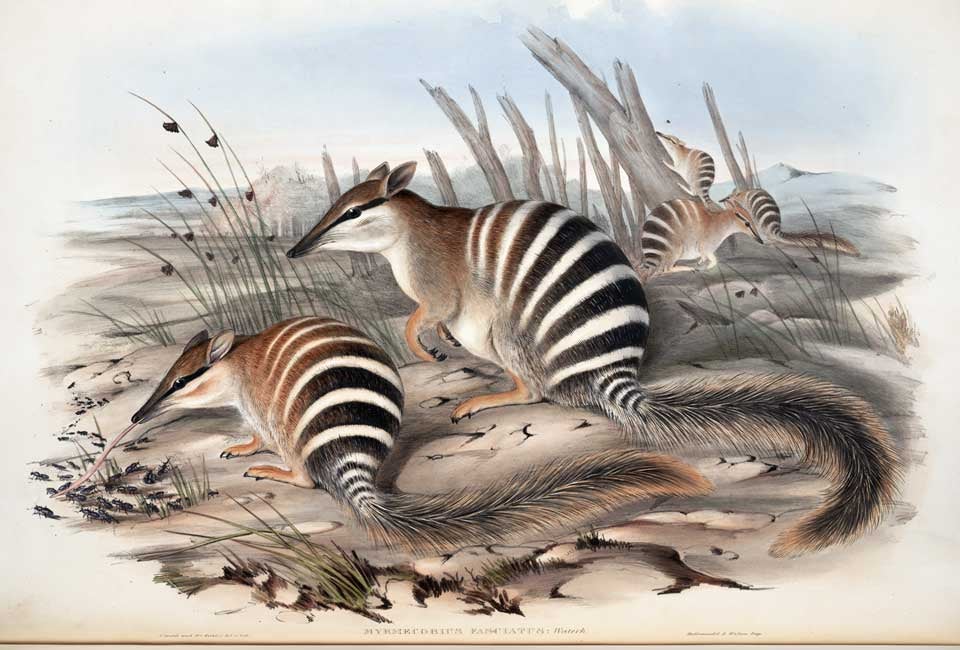 Numbats. Image source: Gould, John. The Mammals of Australia. Vol. 1, London: Printed by Taylor and Francis, published by the author, 1863, pl. 4.