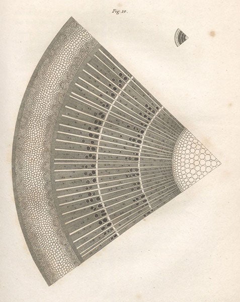 Quarter of a horizontal section of an ash tree, engraving, Elements of Agricultural Chemistry, in a Course of Lectures for the Board of Agriculture, by Humphry Davy, fig. 10, foll. p. 54, 1813 (Linda Hall Library)