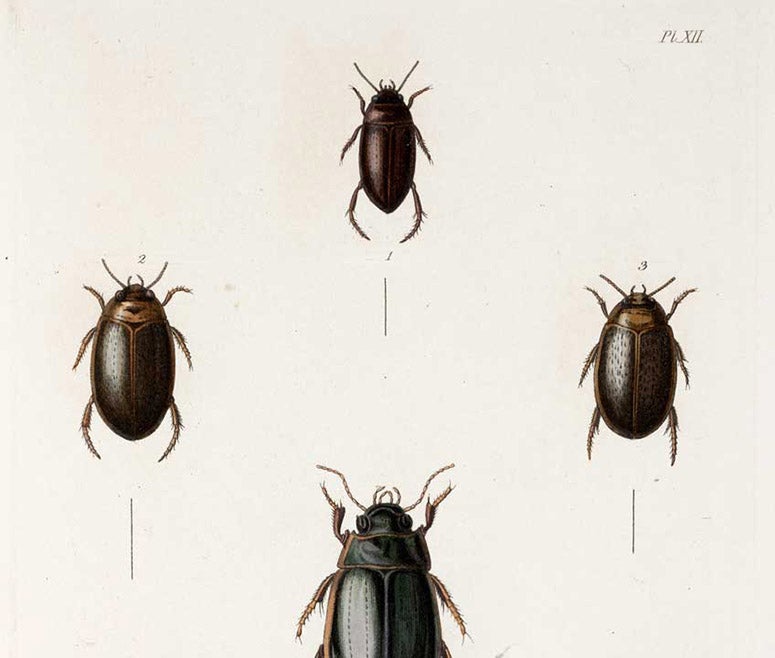 Four beetles from James Stephens, <i>Illustrations of British Entomology</i>, 1829, detail of fourth image (Linda Hall Library)
