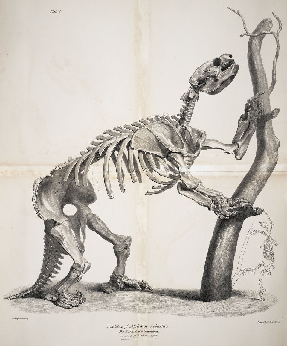 Mylodon skeleton, with that of a sloth. Image source: Owen, Richard. Description of the Skeleton of an Extinct Gigantic Sloth. Printed by R. and J. E. Taylor, sold by John van Voorst, 1842, pl. 1.