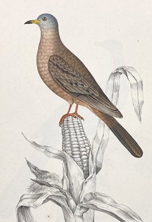Ground dove (Columba gracilis), lithograph by Johann Karl Werner, Untersuchungen über die fauna Peruana, by Johann Jakob von Tschudi, vol. 2, Ornithologie, plate 30, 1845-46 (Linda Hall Library)