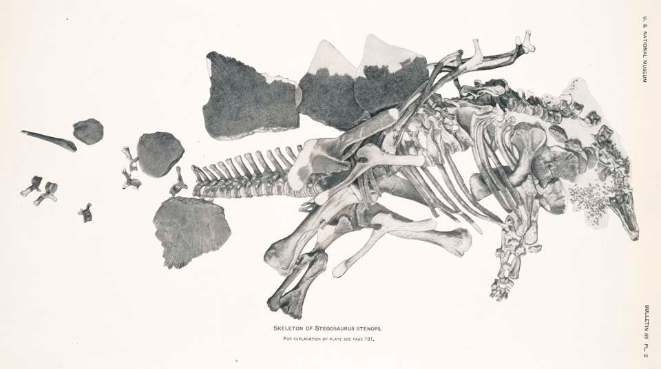 Skeleton of Stegosaurus. This work was on display in the original exhibition as item 37. Image source: Gilmore, Charles W. Osteology of the armored Dinosauria in the United States National Museum, with special reference to the genus Stegosaurus. Washington: Government Printing Office, 1914. Series: Smithsonian Institution. United States National Museum. Bulletin 89, pl. 2.