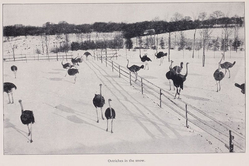 Ostriches in the snow at Tierpark Hagenbeck, Beasts and Men, being Carl Hagenbeck's Experiences for Half a Century among Wild Animals, by Carl Hagenbeck, p. 204, 1909 (Linda Hall Library)