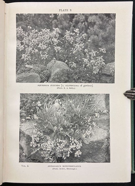 Aquilegia (top) and Astragalus, rock garden plantings, photographs in The English Rock Garden, by Reginald Farrer, vol. 1, plate 9, 1919 (Linda Hall Library)