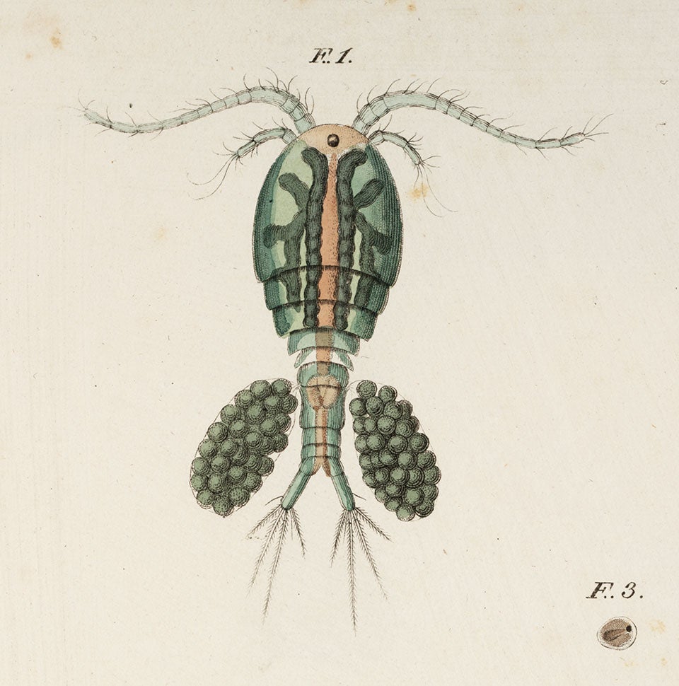 Green copepod. Image source: Jurine, Louis. Histoire des monocles qui se trouvent aux environs de Genève. Genève: J.J.Paschoud; Paris: Męme maison e Commerce, 1820, pl. 3.