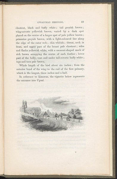 Entrance to Uppsala, home of Linnaeus, wood-engraved tailpiece, William Yarrell, Supplement to the History of British Birds, 1845 (Linda Hall Library)