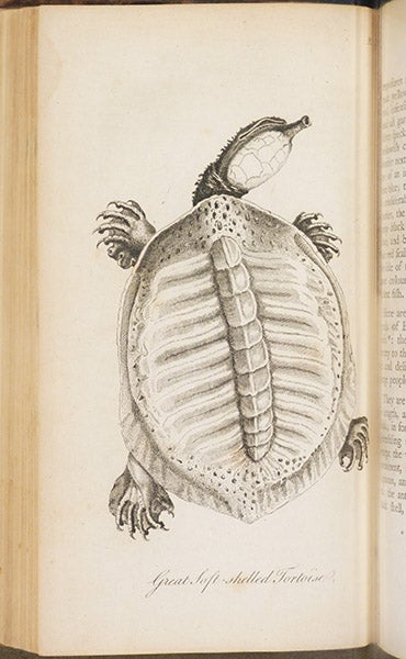 Drawing of a soft-shelled tortoise, by William Bartram, engraving in his Travels, 1792 London edition (Linda Hall Library)