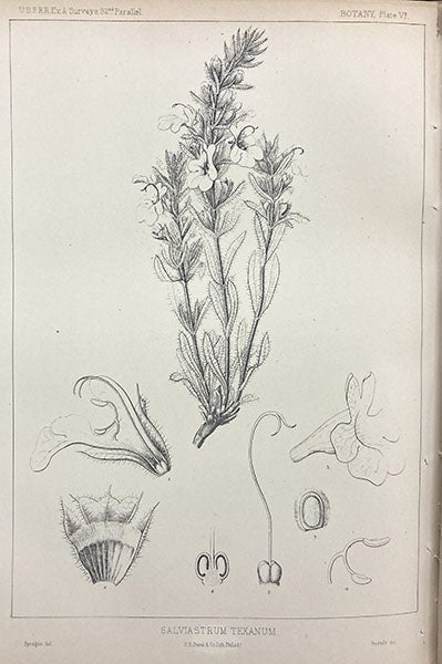 Salviastrum texanum, engraving after drawing by Isaac Sprague, illustrating “Report on the botany of the expedition,” by John Torrey and Asa Gary, in Report of Explorations for a Route for the Pacific Railroad, vol 2, by John W. Gunnison, 1855 (Linda Hall Library)
