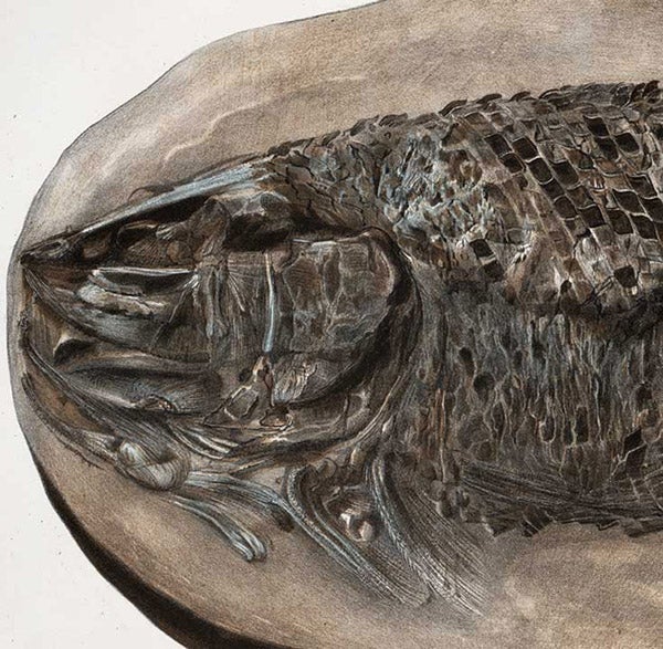 Lepidotus, a fossil fish, detail of hand-colored lithograph, Recherches sur les poissons fossils: Atlas, by Louis Agassiz, plate 31, vol. 2, 1833-43 (Linda Hall Library)