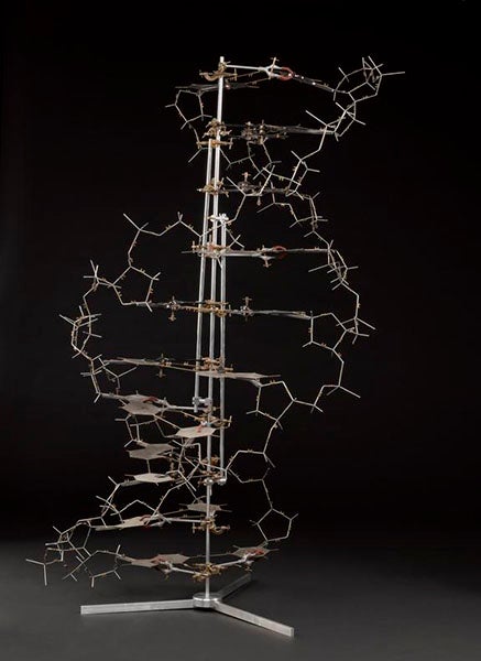 Reconstruction of the 1953 Watson-Crick model of DNA structure, using some of the original metal base plates, on display at the Science Museum, London (collection.sciencemuseumgroup.org.uk)