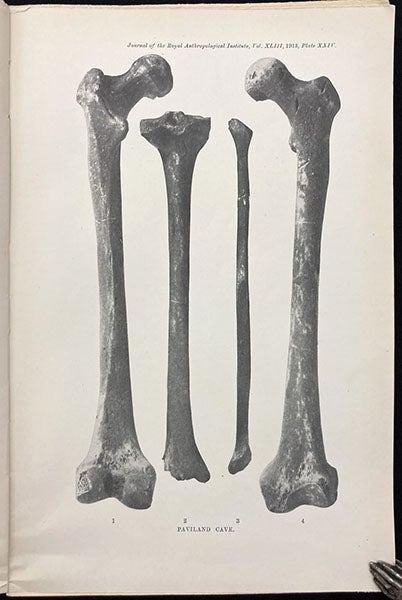 Bones of the left leg of the Red Lady of Paviland, photograph in “Paviland Cave: An Aurignacian station in Wales,” by William J. Sollas, Journal of the Royal Anthropological Institute, vol. 43, plate 24, 1913 (Linda Hall Library)