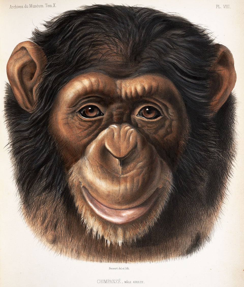 A chimpanzee, perhaps pondering its own origin, by Marie Firmin Bocourt. Image source: Geoffroy Saint-Hilaire, Isidore. “Description des mammifères nouveaux....  Quatrième Mémoire, Famille des singes, second supplément.” Archives du Muséum d’Histoire Naturelle, vol. 10, 1861, pl. 8.