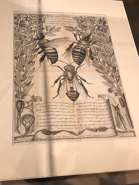 Melissographia, a broadside depicting magnified Barberini bees, drawn and engraved by Mattheus Greuter, 1625, Gallerie Nazionali di Arte Antica at Palazzo Barberini, Rome (paideiainstitute.org)  