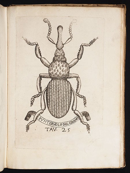 A weevil under magnification, from Redi, <i>Esperienze</i>, 1668 (Linda Hall Library)