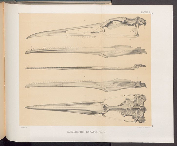 The skull of Hesperornis regalis, with teeth, lithograph in Odontornithes: A Monograph of the Extinct Toothed Birds of North America, Memoirs of the Peabody Museum of Natural History, by Othniel C. Marsh, vol. 1, pl.1, 1880 (Linda Hall Library)