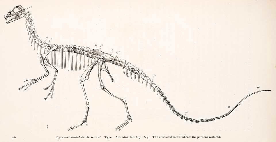 Illustration of an Ornitholestes reconstruction. This work is part of our History of Science Collection, but it was NOT included in the original exhibition. Image source: Osborn, Henry Fairfield. "Ornitholestes hermanii, a new compsognathoid dinosaur from the upper Jurassic," in: Bulletin of the American Museum of Natural History, vol. 19 (1903), p. 461.