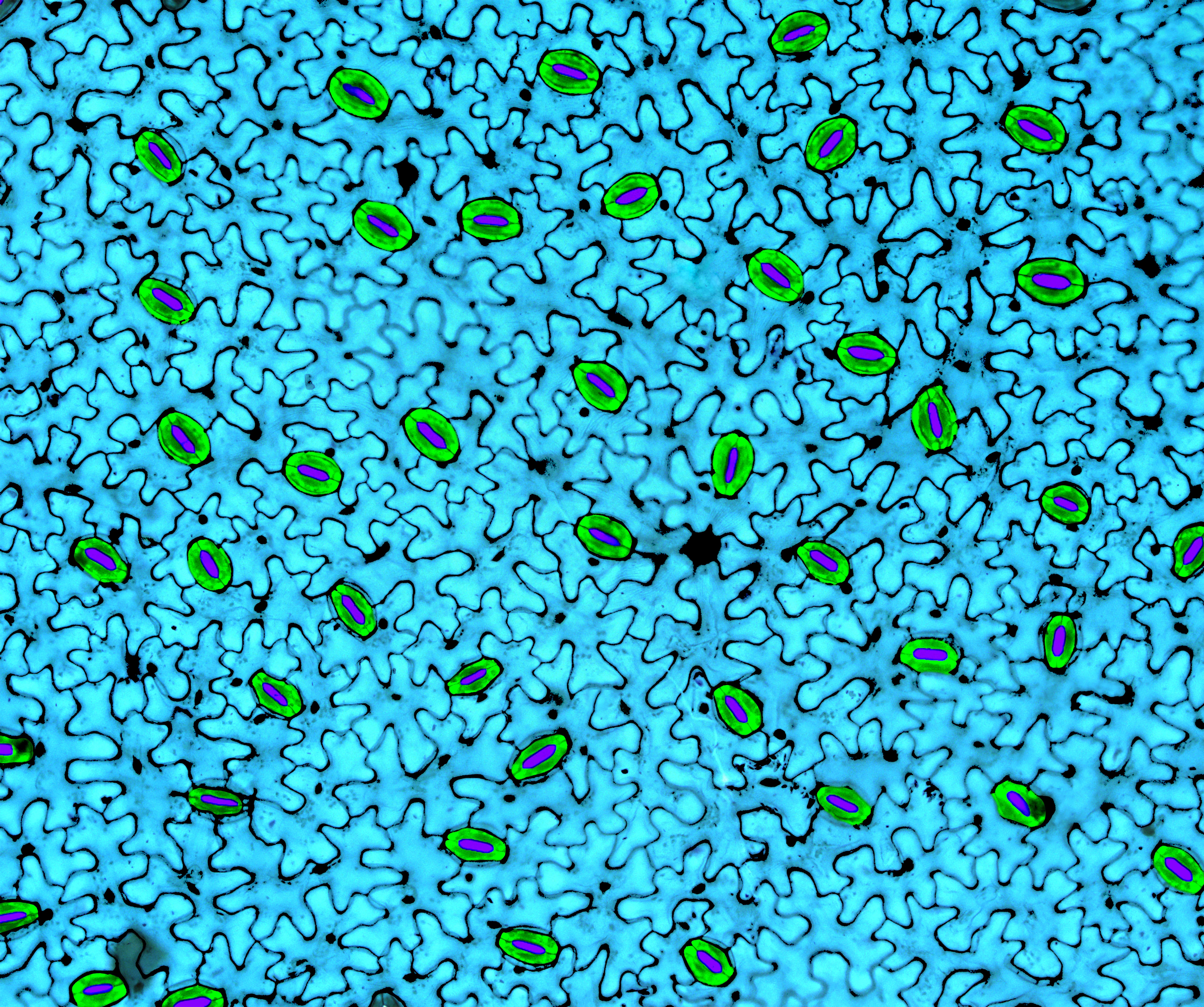 Science2Art 2024 artwork 