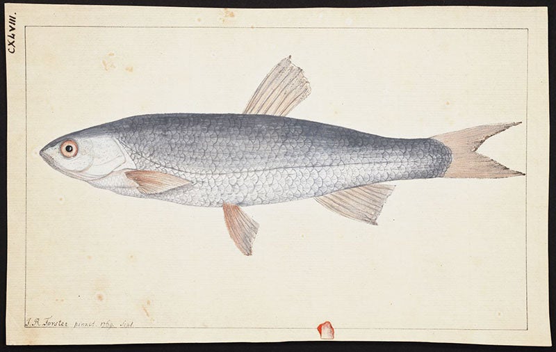 Original watercolor of a fish, by Johann Reinhold Forster, 1769, in Original watercolor, wash, and pencil drawings of birds, animals, fishes, etc, by various artists, mostly Moses Griffith, late 18th century (Linda Hall Library)