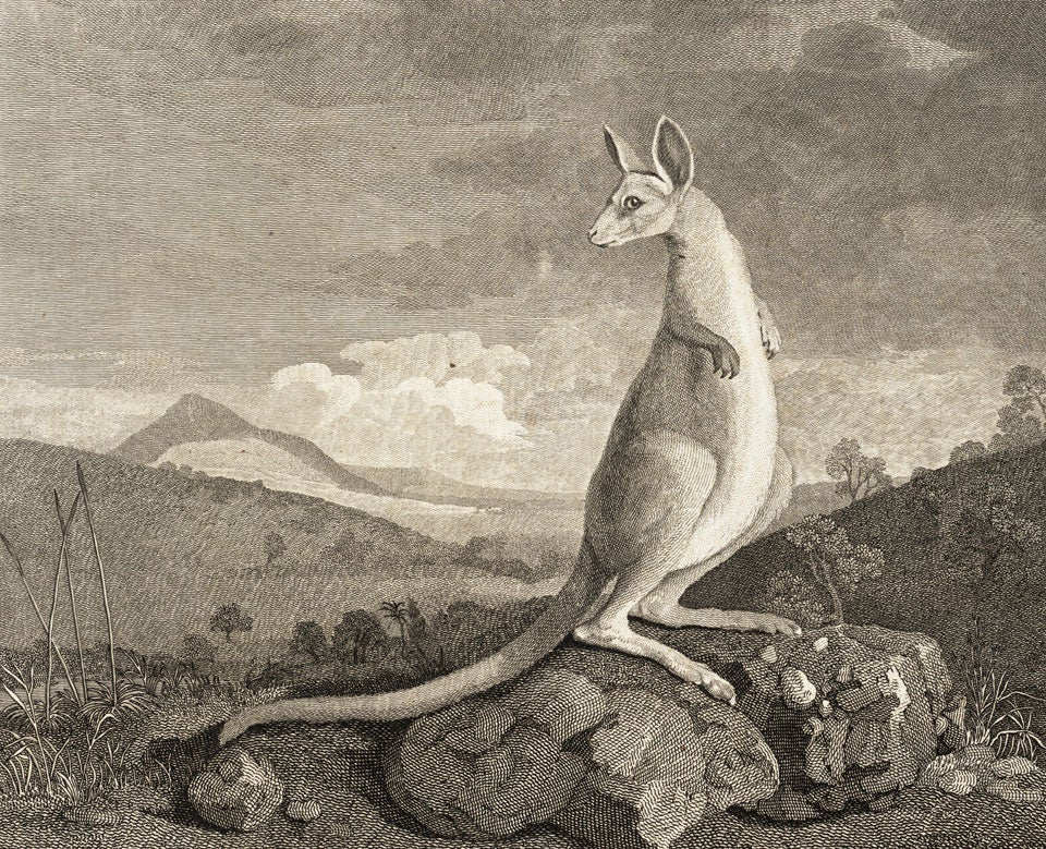 Kangaroo. Image source: Hawkesworth, John. An Account of the Voyages… in the Southern Hemisphere. Atlas, London: Printed for W. Strahan and T. Cadell, 1773, pl. 20.