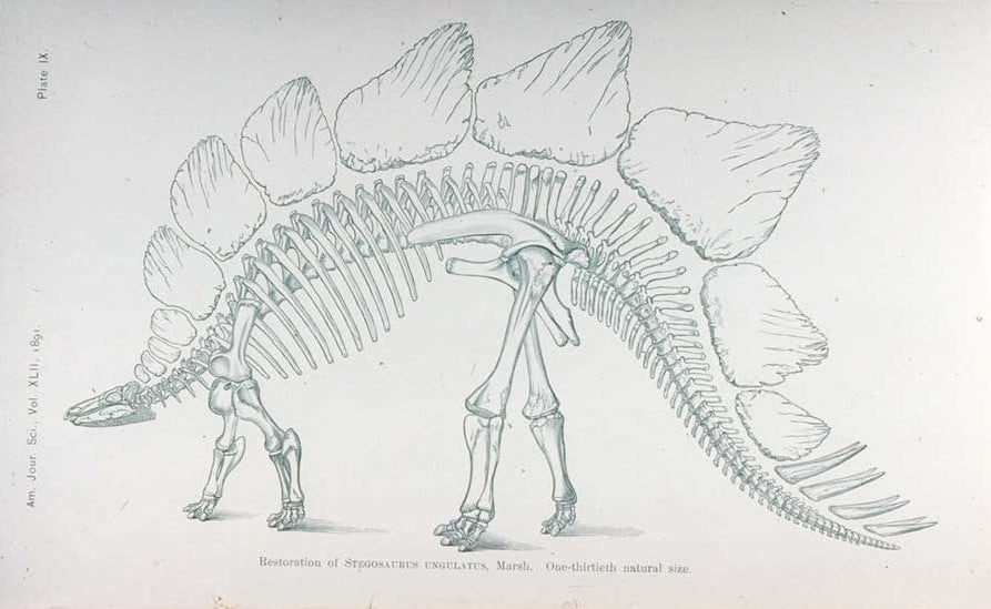 Restoration of Stegosaurus ungulatus. This work was on display in the original exhibition as item 19. Image source: Marsh, Othniel C. "Restoration of Stegosaurus," in: American Journal of Science, series 3, vol. 42 (1891), pl. 9.