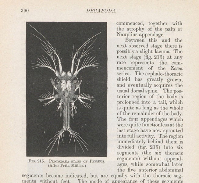 A stage in the development of the larva of Penaeus, a prawn, wood engraving, in Francis M. Balfour, A Treatise on Comparative Embryology, vol. 1, 1880 (Linda Hall Library)