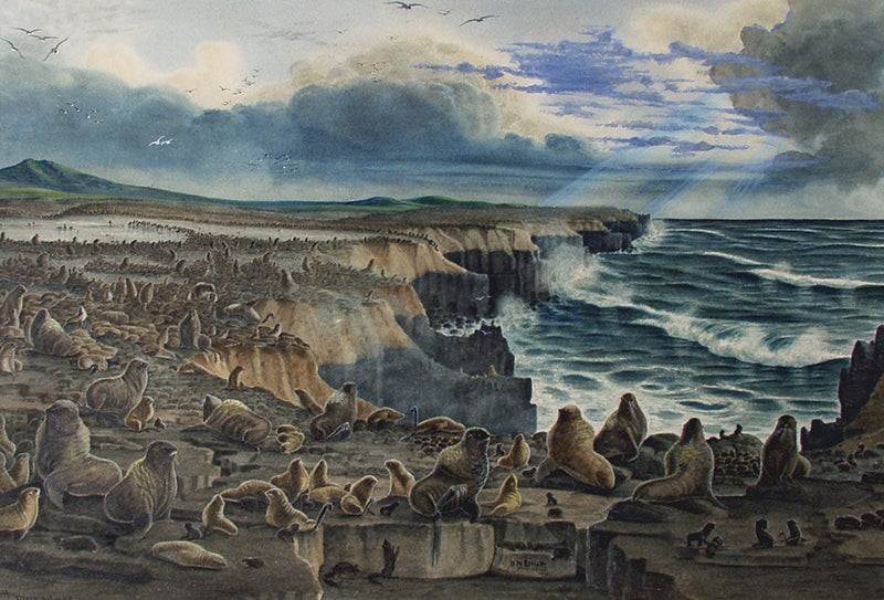 Seal Rookery, Pribilof Islands, Alaska, watercolor by Henry Wood Elliott, 1872, Phoebe A. Hearst Museum, Berkeley (alaskajewishmjuseum.com)