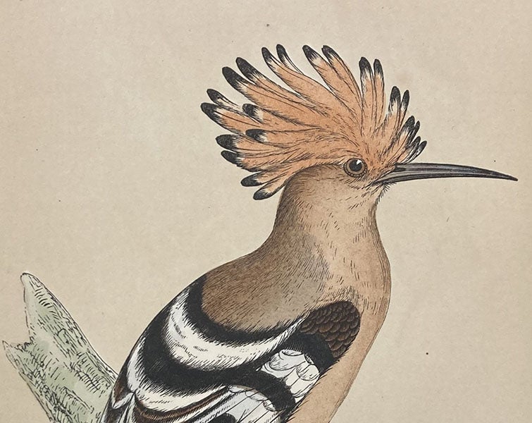 Detail of eighth image, Hoopoe, colored wood engraving by Benjamin Fawcett, A History of British Birds, by Francis Orpen Morris, vol. 1, plate 48, p. 316, 1851 (Linda Hall Library)