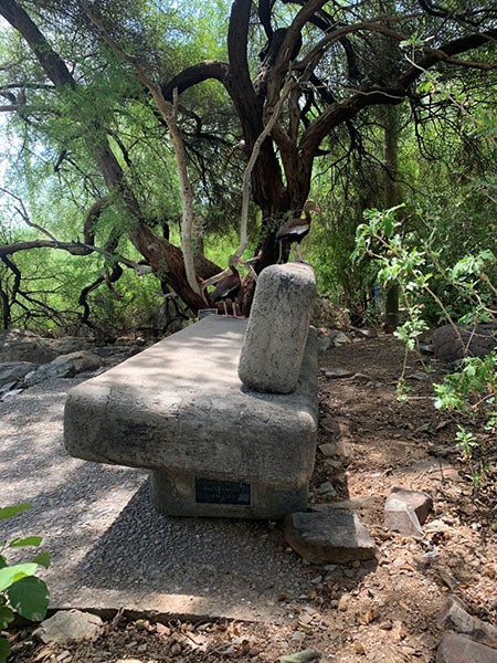 The Priscilla Bok Memorial Bench, in the aviary at the Arizona Sonoma Desert Museum, Tucson (photo by David Rossetter, courtesy of David Levy)