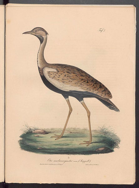 Otis melanogaster (Black-bellied bustard), hand-colored lithograph, uncropped, Neue Wirbelthiere zu der Fauna von Abyssinien, by Eduard Rüppell, [v. 2] Vögel, plate 7, 1835 (Linda Hall Library)