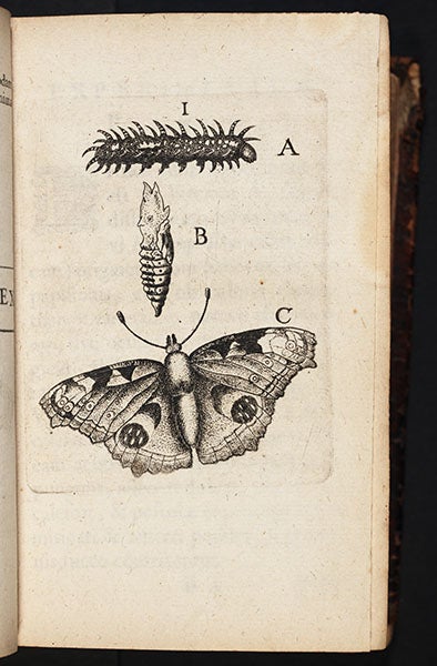 A peacock butterfly, with its larva and pupa, etching from Johannes Goedaert, <i>Metamorphosis</i>, 1660-69 (Linda Hall Library)