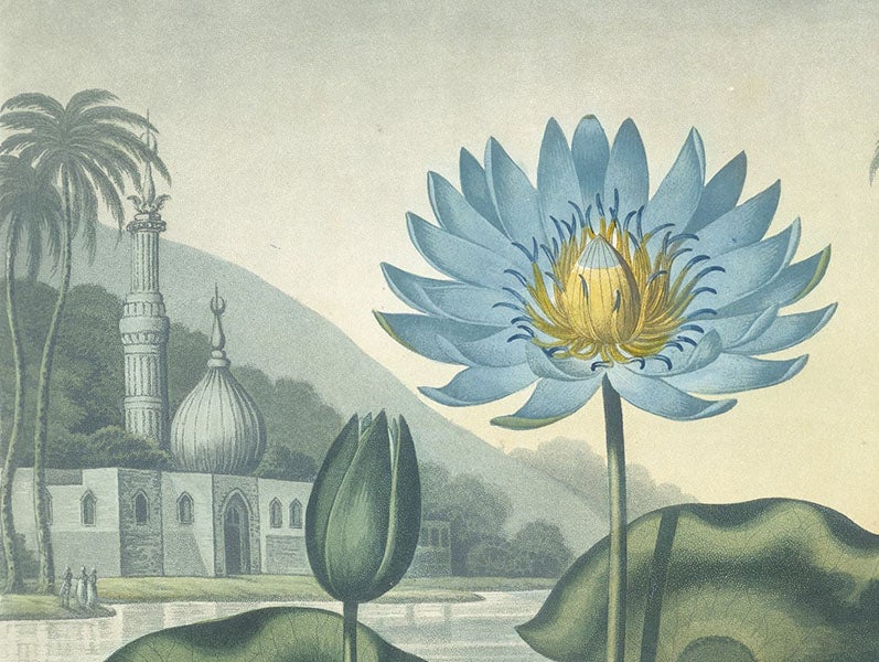 Detail of first image, The Blue Egyptian Water-Lily, engraving after a painting by Peter Henderson, 1804, in The Temple of Flora, by Robert Thornton, 1807 (Linda Hall Library)