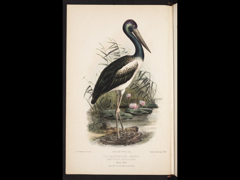 1113_001, 1/26/18, 3:50 PM,  8C, 5092x8000 (349+0), 100%, Custom,  1/60 s, R68.1, G55.9, B67.0