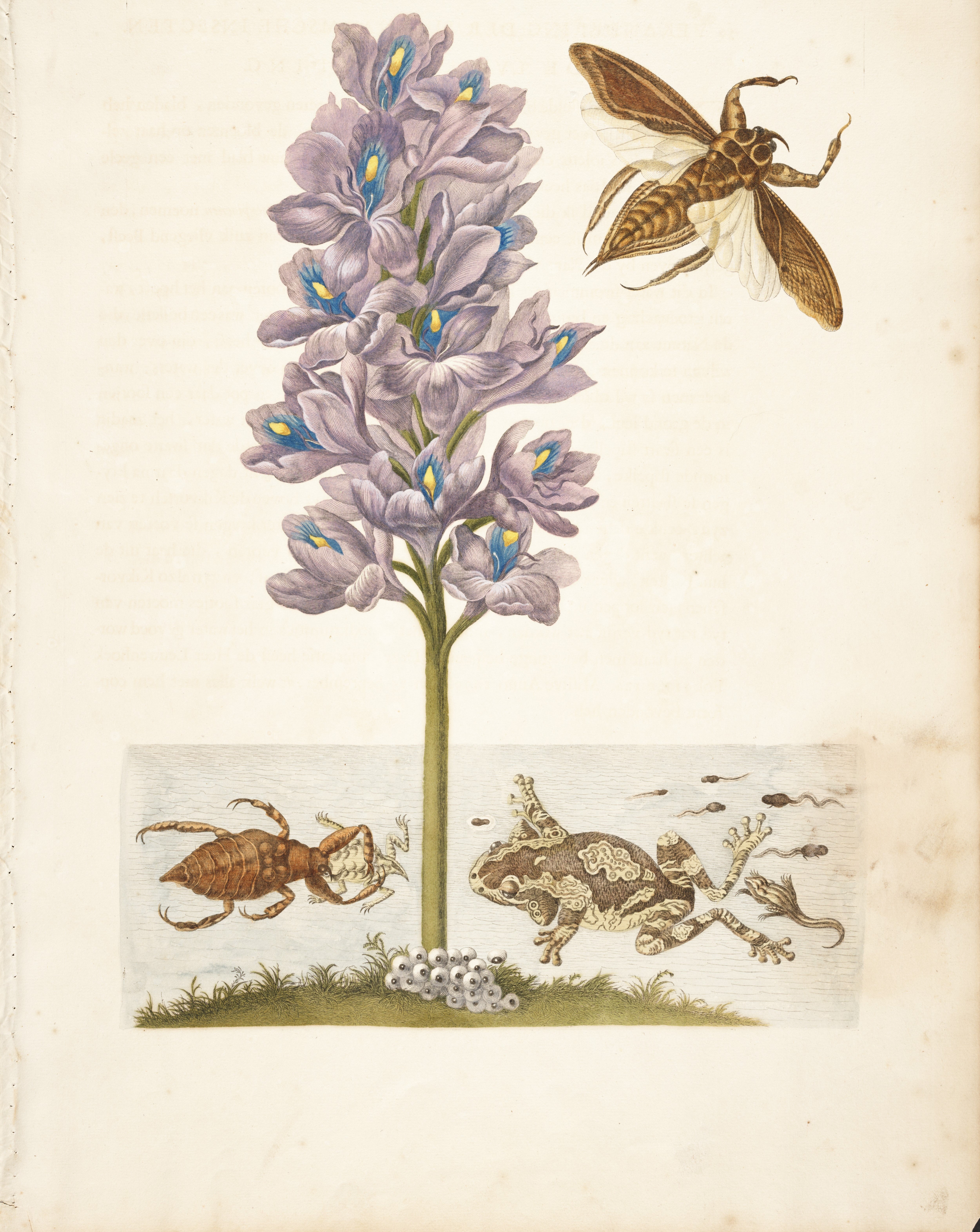 Merian’s interest in metamorphosis was not limited to insects. She observed the lifecycle of frogs as they developed from eggs into tadpoles. In order to study these changes closely, she used brandy as a preservative, capturing the moment the tadpoles emerged from eggs. Image source: Merian, Maria Sibylla, et al. Metamorphosis insectorum surinamensium. Amsterdam: Voor den auteur, Gerarde Valck, 1705, pl. 56. 