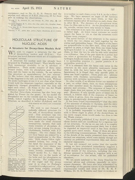 First page of “Molecular structure of nucleic acids: A structure for deoxyribose nucleic acid," by James D. Watson and Francis Crick, Nature, vol. 171, p. 737, Apr. 25, 1953 (Linda Hall Library)