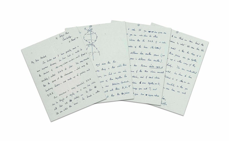 The four sheets of a 7-page letter from Francis Crick to his 12-year-old son Michael, Mar. 19, 1953, one month before the double-helix paper was published in Nature, offered at auction by Christie’s on Apr. 10, 2013 (christies.com)