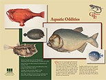 Aquatic Oddities