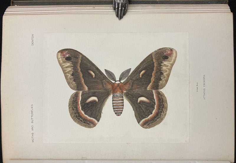 Cecropia moth, nature print, in As Nature Shows Them: Moths and Butterflies of the United States, by Sherman Foote Denton, vol. 1, 1900 (Linda Hall Library)