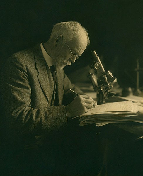 Photograph of an older Edmund Wilson at the microscope; the source locates the photograph at Bryn Mawr, but it was certainly taken long after he left that institution at age 33 (Wikimedia commons)